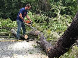 Trusted Gunbarrel, CO Tree Services Experts