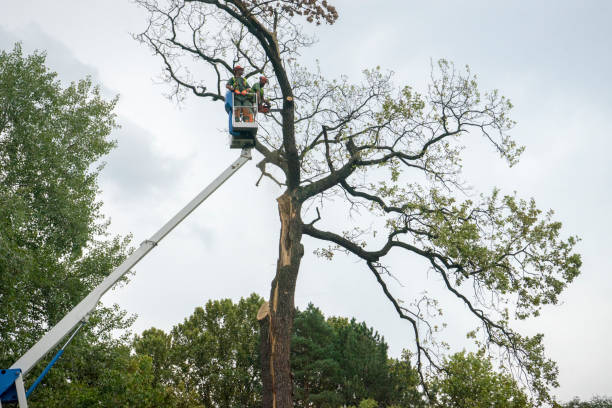 Best Root Management and Removal  in Gunbarrel, CO