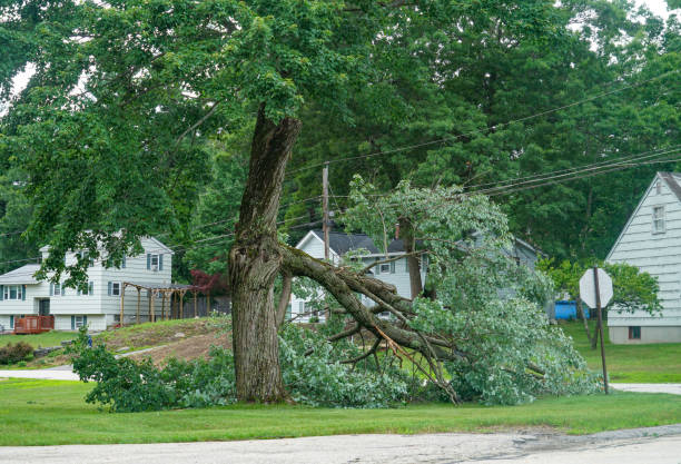 Why Choose Our Tree Removal Services in Gunbarrel, CO?